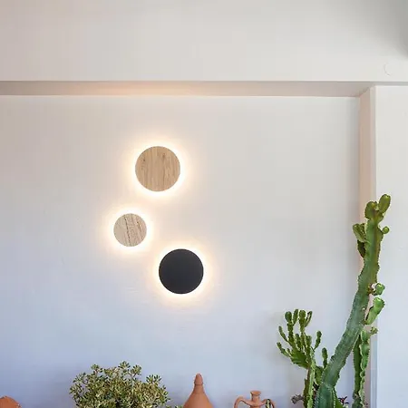 Euphorbia Milii Apartment *