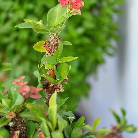 Euphorbia Milii